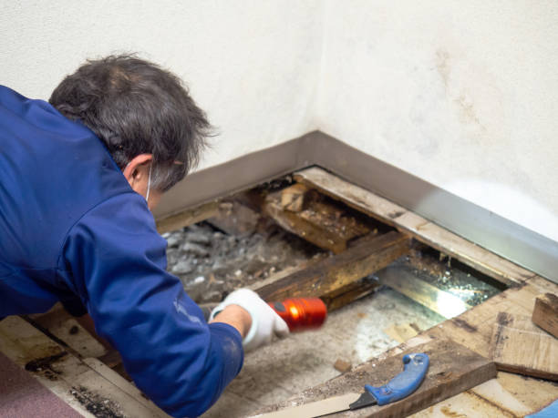Best Commercial Mold Removal  in Yalaha, FL