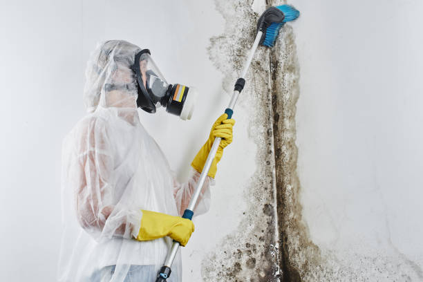 Crawl Space Mold Removal in Yalaha, FL
