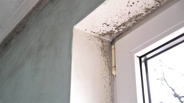 Mold Removal and Inspection in Yalaha, FL