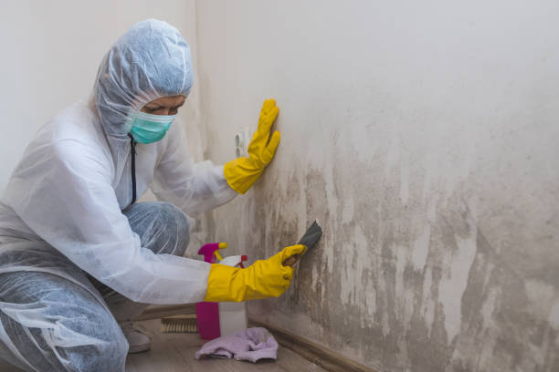 Best Attic Mold Removal  in Yalaha, FL