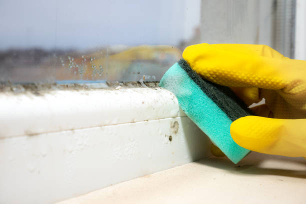 Best Residential Mold Removal  in Yalaha, FL