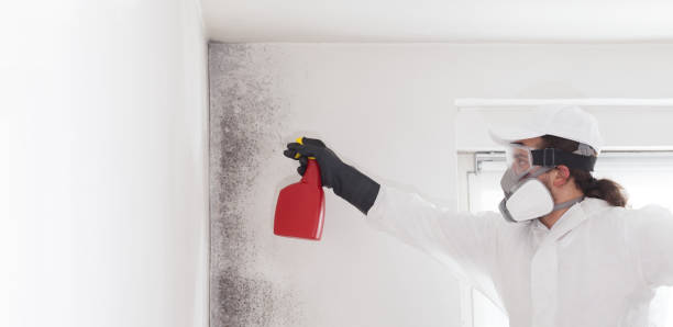 Best Mold Damage Repair  in Yalaha, FL
