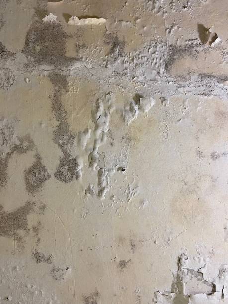 Best Emergency Mold Removal  in Yalaha, FL