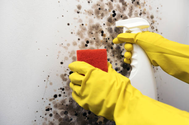 Best Residential Mold Removal  in Yalaha, FL
