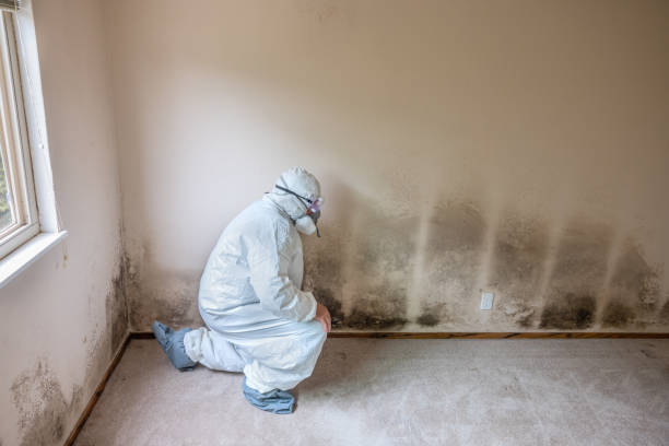 Best Crawl Space Mold Removal  in Yalaha, FL