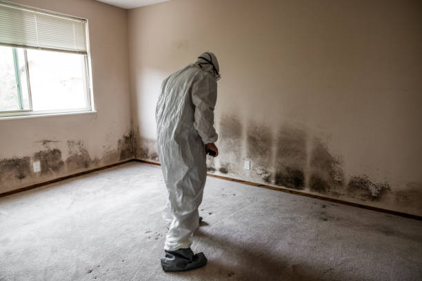Best Certified Mold Removal  in Yalaha, FL