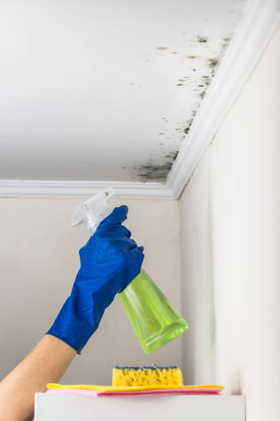 Crawl Space Mold Removal in Yalaha, FL
